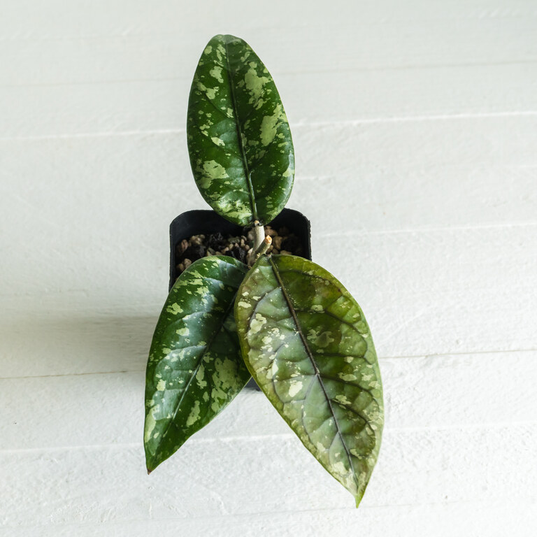 Grower labeled: Hoya Aceh Gayo Lues — Splash