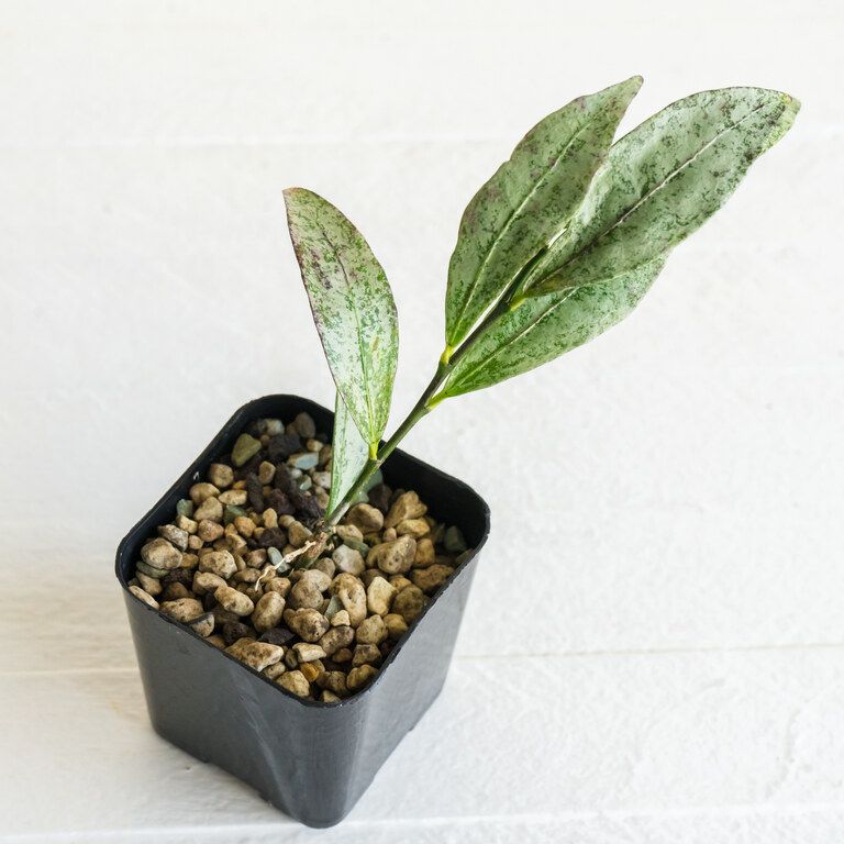 Small potted Hoya with elongated leaves densely mottled silver and green.