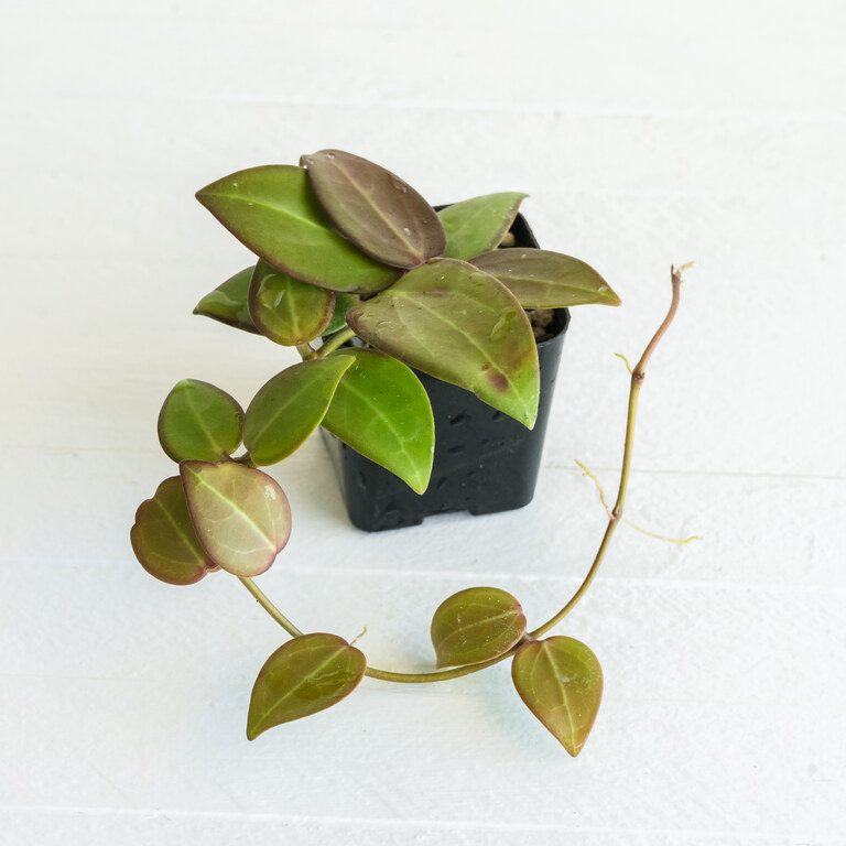 Small trailing Hoya with rounded bronzy green leaves and reddish margins and stems.