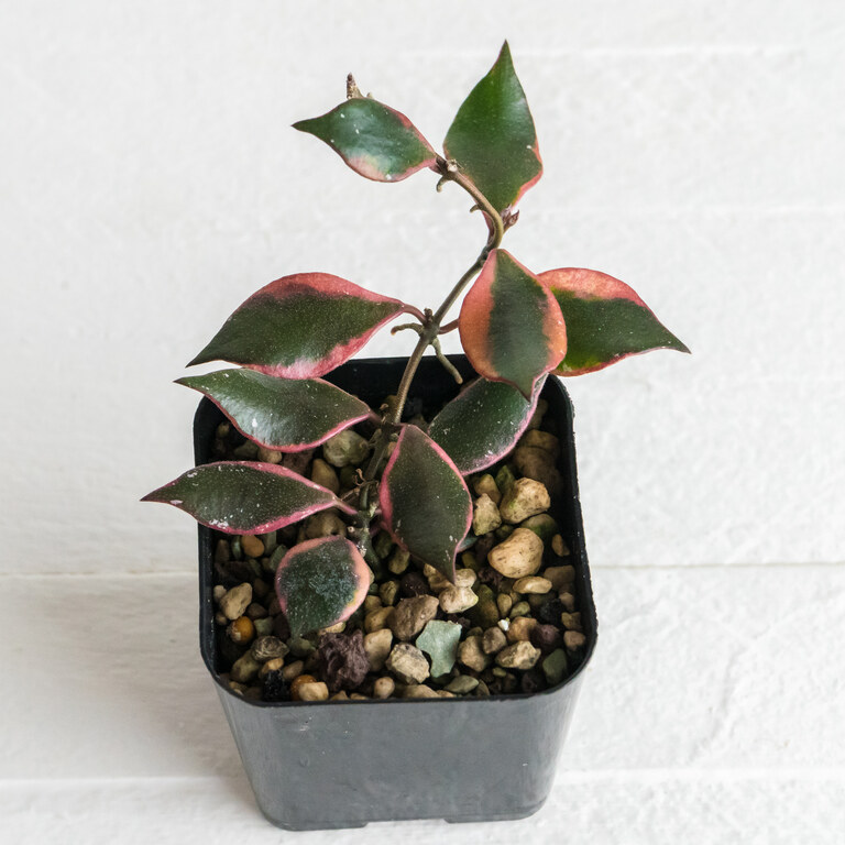 Small potted Hoya with dark green leaves edged pink, red and cream.