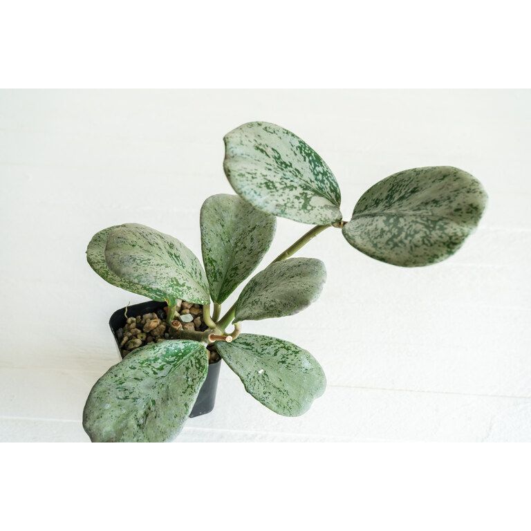 Small potted Hoya with broad rounded leaves densely patterned silver and green.