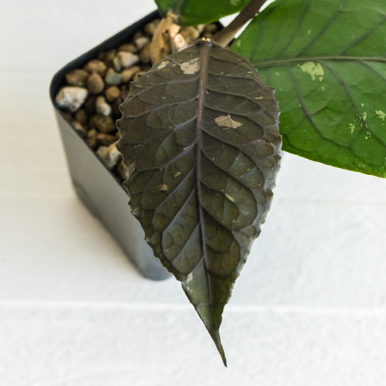 Close view of a long textured bronze-brown young Hoya leaf with dark veins.