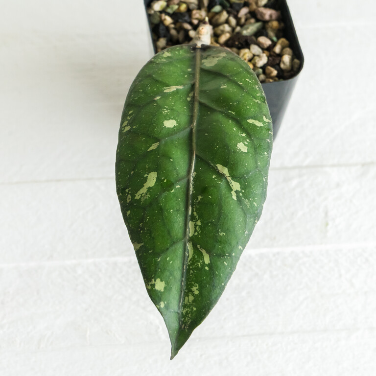 Large dark green Hoya leaf with pale irregular splash markings and a pronounced central vein.