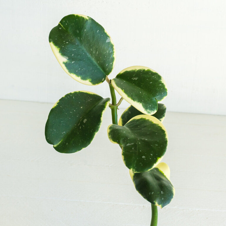 Close view of thick rounded dark green Hoya leaves edged with cream variegation.