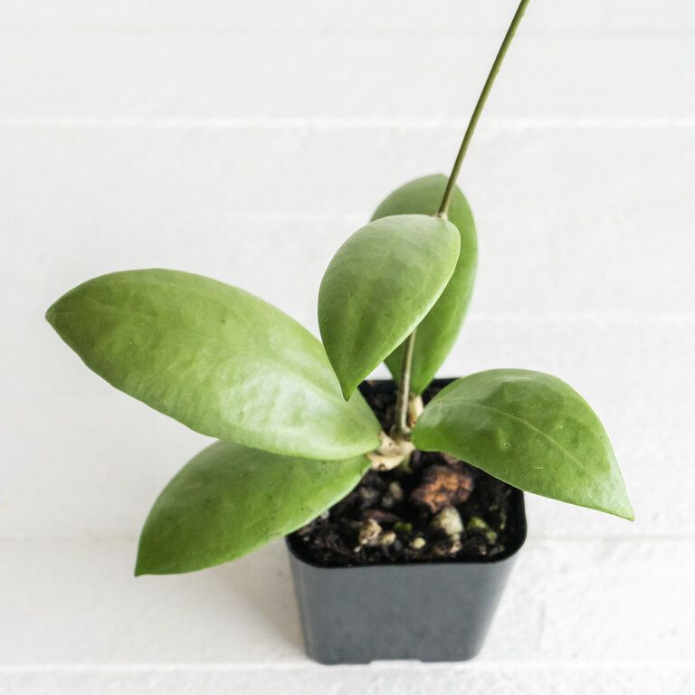 Small potted Hoya with broad oval green leaves and diffuse pale mottling.