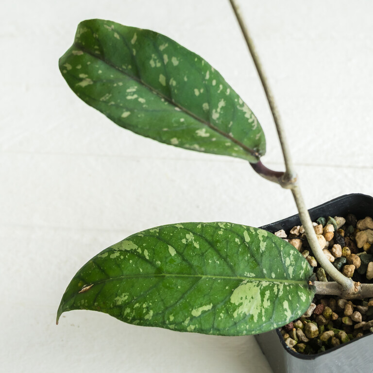 Grower labeled: Hoya Gumpang AA004