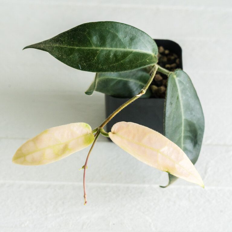 Small potted Hoya with dark green mature leaves and two pale cream-white new leaves.