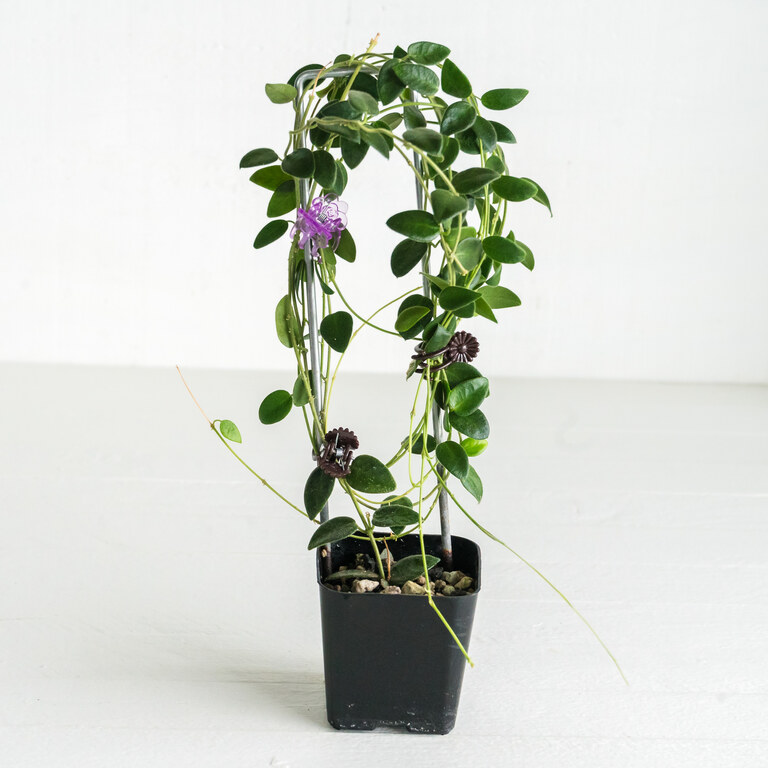 Grower labeled: Hoya IM-02