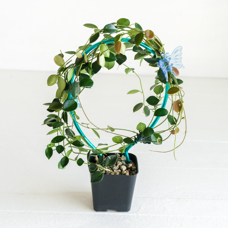 Grower labeled: Hoya IM-08 — Mother Plant
