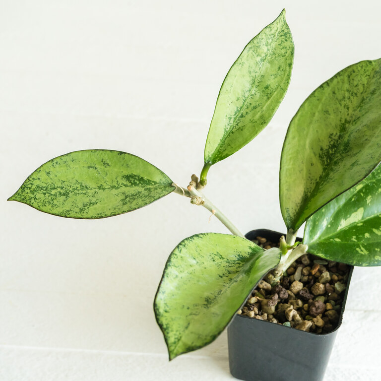 Small potted Hoya with broad elliptic leaves heavily patterned pale silver-green and dark green.