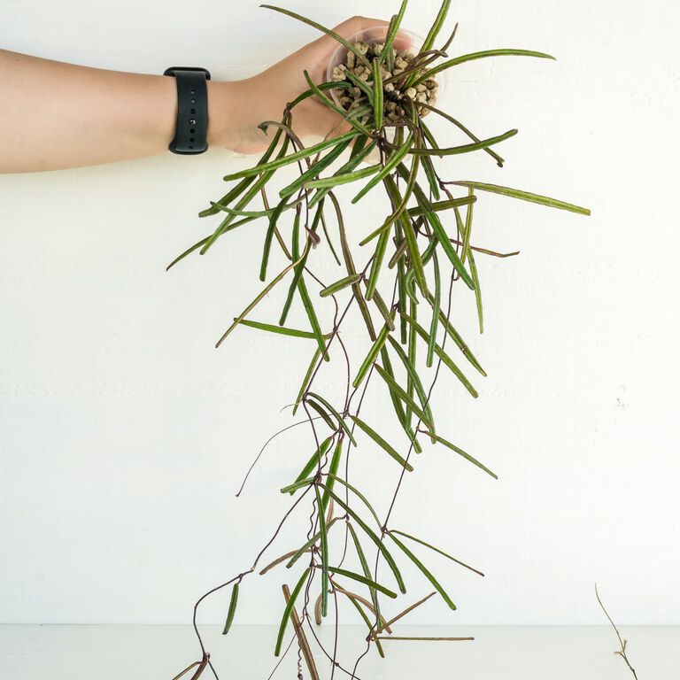 Trailing Hoya with many long narrow green leaves and reddish stems.