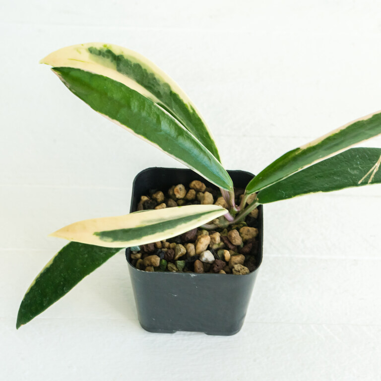 Grower labeled: Hoya Lapin — Albo
