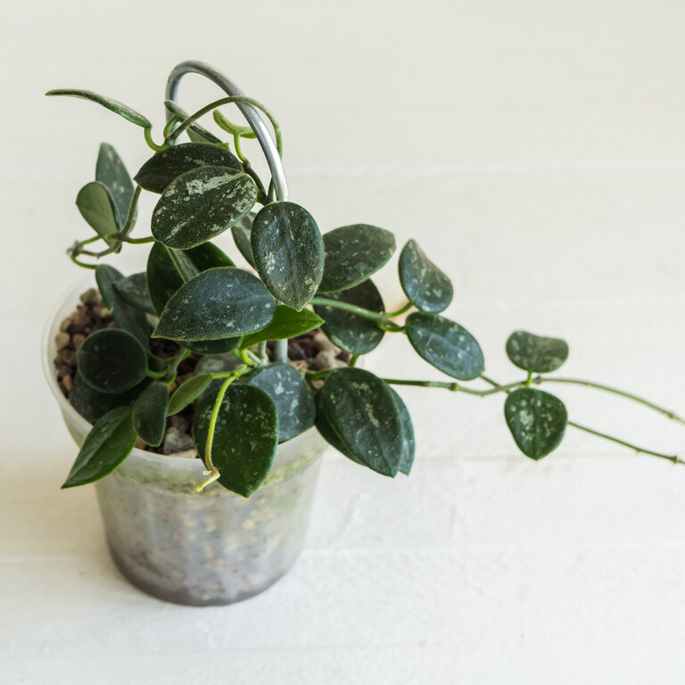Compact trailing Hoya with small rounded dark green leaves scattered with silver flecks.