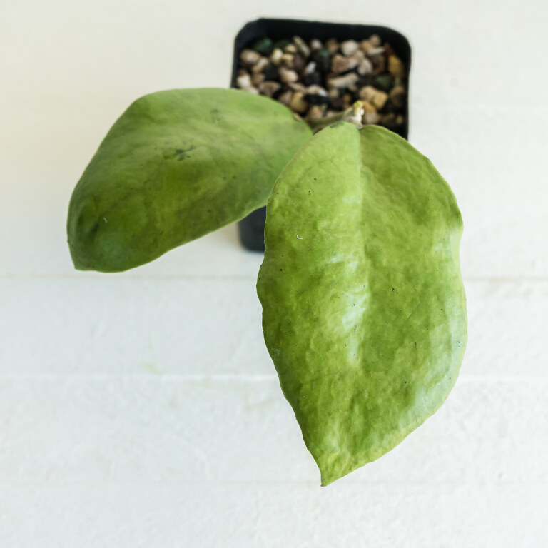 Top-down view of a potted Hoya with two broad pale silver-green leaves.