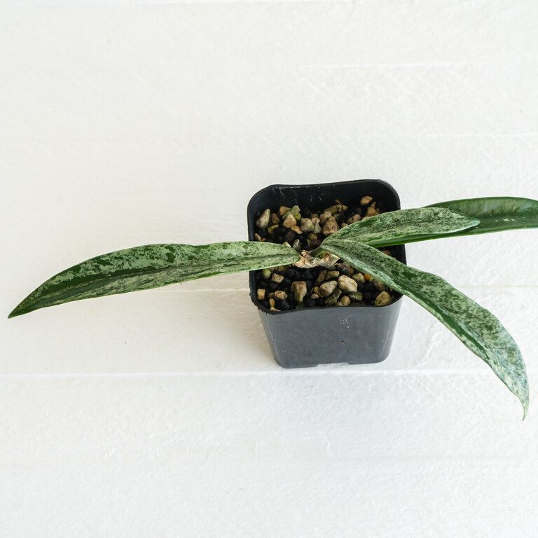 Small potted Hoya with long narrow leaves densely mottled silver and green.