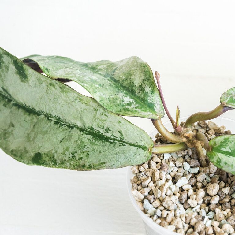 Close view of broad elongated Hoya leaves densely patterned silver and green.