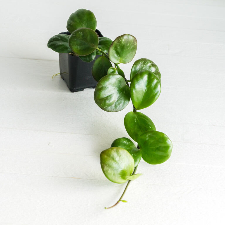 Trailing Hoya with thick glossy rounded green leaves, some slightly cupped.