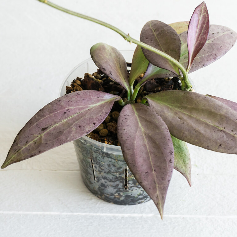 Potted Hoya with broad lavender-purple to grey leaves and darker veins.