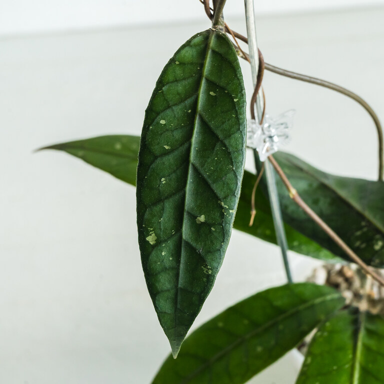 Grower labeled: Hoya Palok Mountain SS002