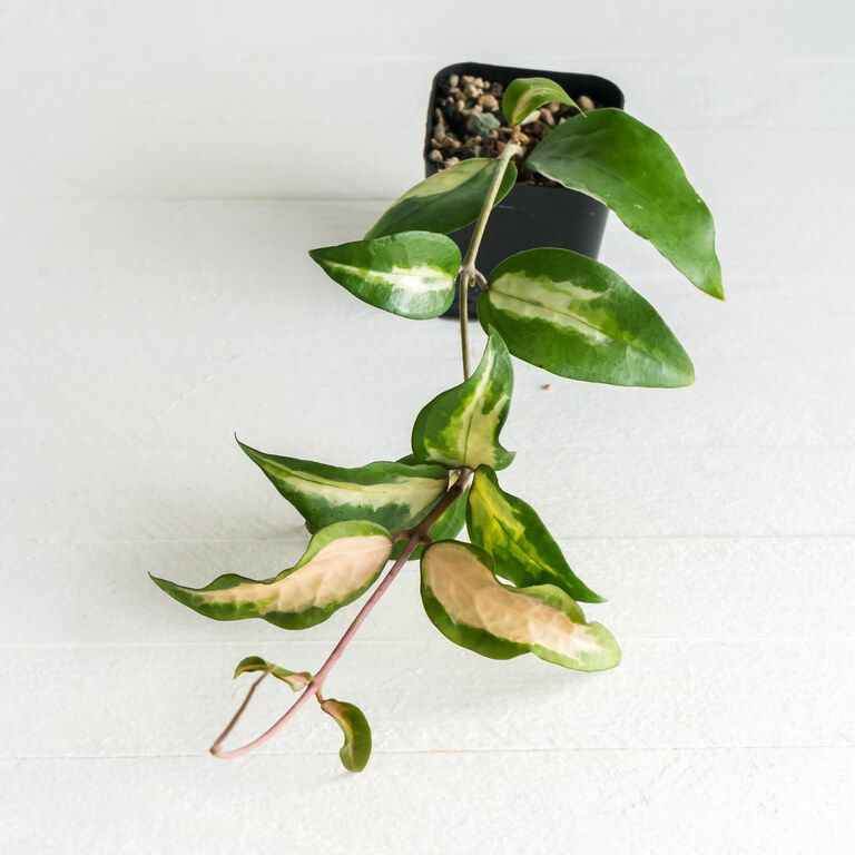Trailing Hoya vine with green leaves irregularly variegated cream and pale pink.