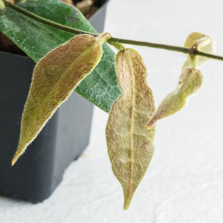 Close view of fuzzy bronze-pink young Hoya leaves on a slender vine.