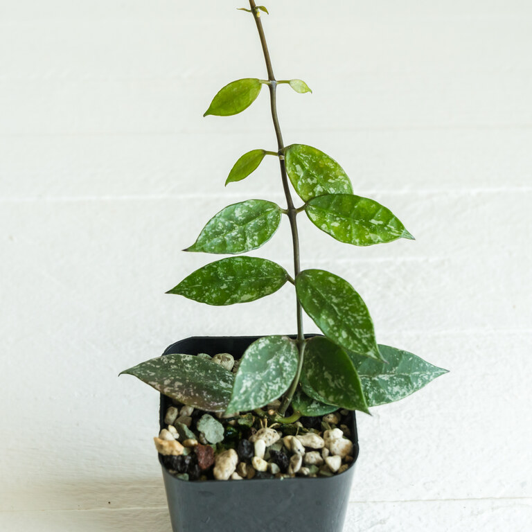 Small upright potted Hoya vine with elliptic green leaves marked by pale silver splash.