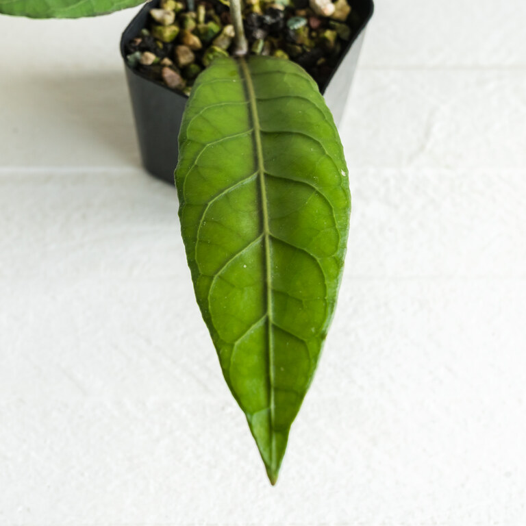 Close view of a long narrow bright green Hoya leaf with pronounced veins.