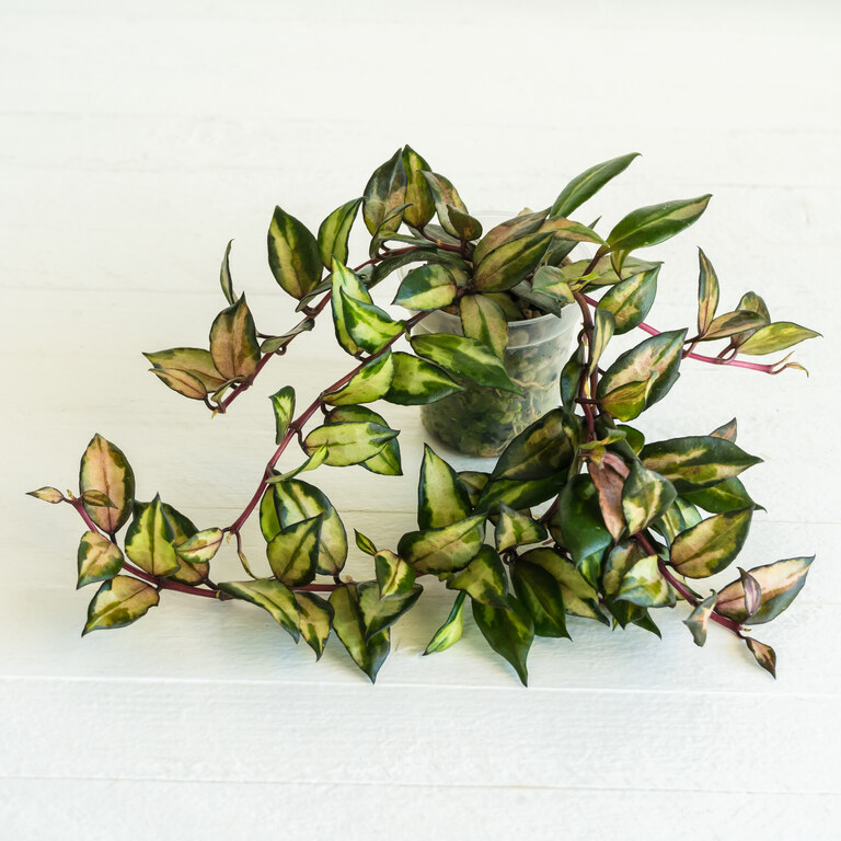 Hoya lacunosa — Scarlet Glow