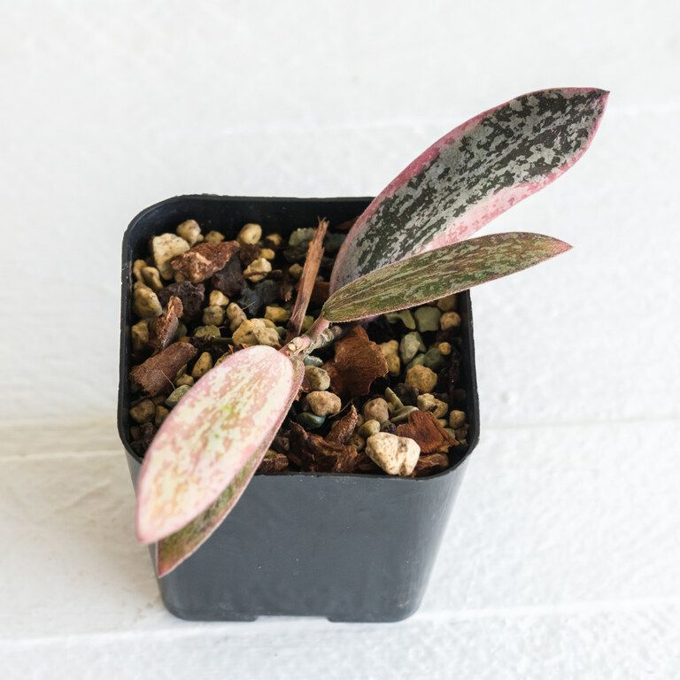 Small potted Hoya with narrow mottled leaves edged and washed pink and cream.