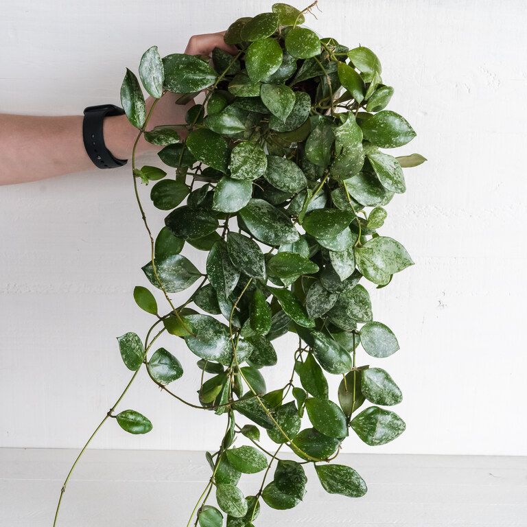 Cascading Hoya with many small rounded green leaves marked with silver splash.