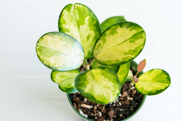 Hoya australis ‘Lisa’