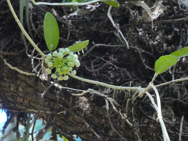 Hoya australis
