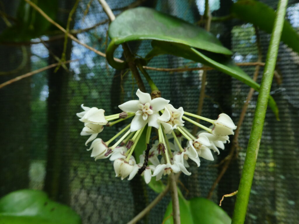 Cluster of pale Hoya australis flowers with red colouring near their centres.