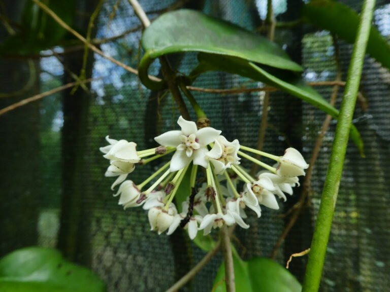 Cluster of pale Hoya australis flowers with red colouring near their centres.