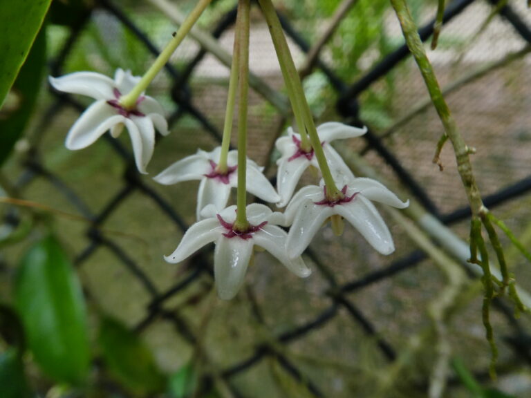 Hoya australis