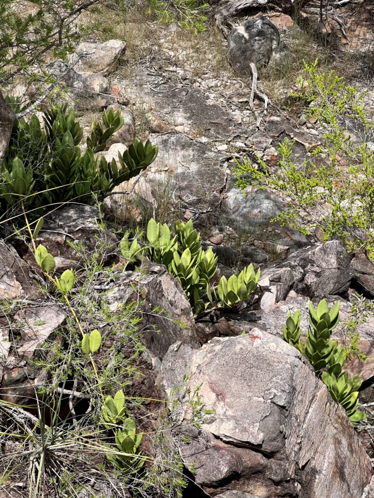 Succulent-leaved plants identified as Hoya australis subsp. rupicola growing among rocks on a cliff face.