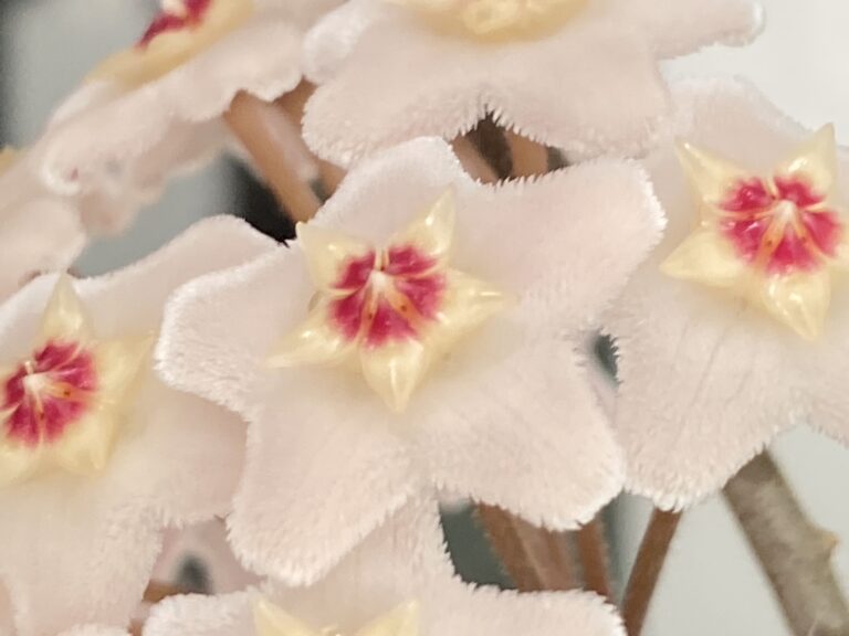 Rounded cluster of pale, hairy five-pointed Hoya flowers with pink centres, labelled Hoya carnosa by NC State Extension.