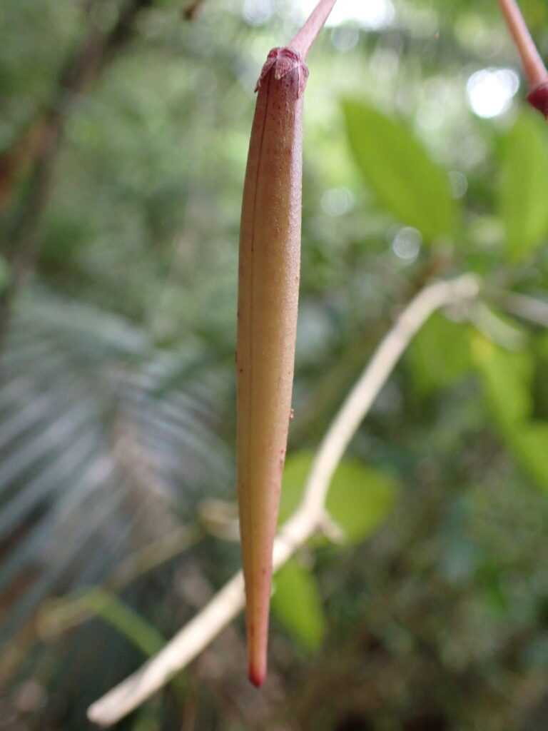 Close view of a long tapered fruit hanging from a climbing plant.