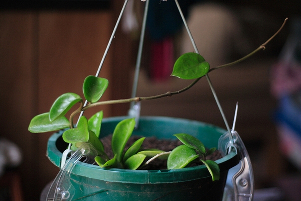 Young potted Hoya with plain green, fleshy oval leaves, labelled Hoya carnosa by NC State Extension.