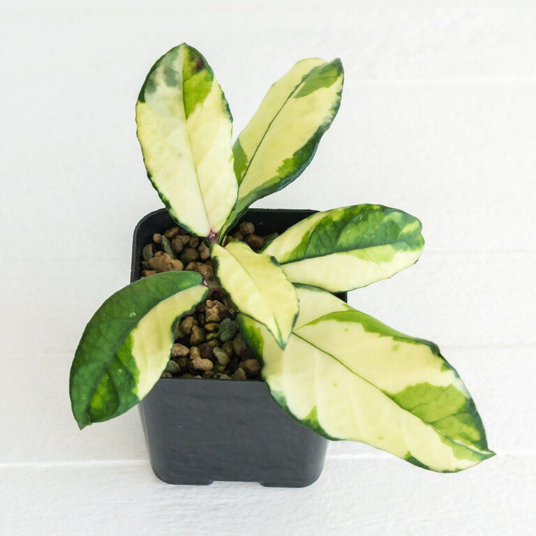 Grower labeled: Hoya crassipetiolata — Inner Variegated