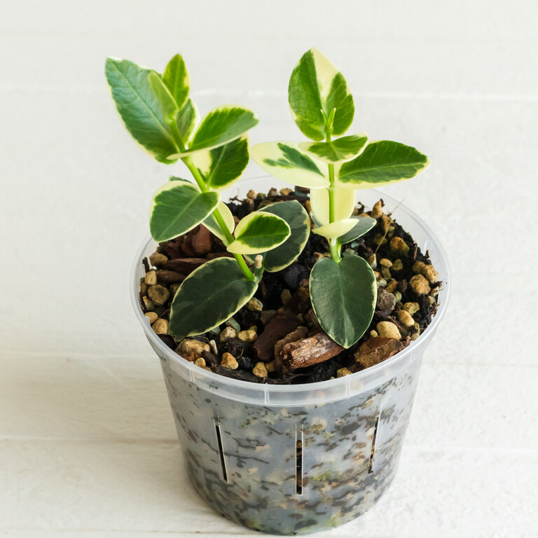 Grower labeled: Hoya cumingiana — Albo