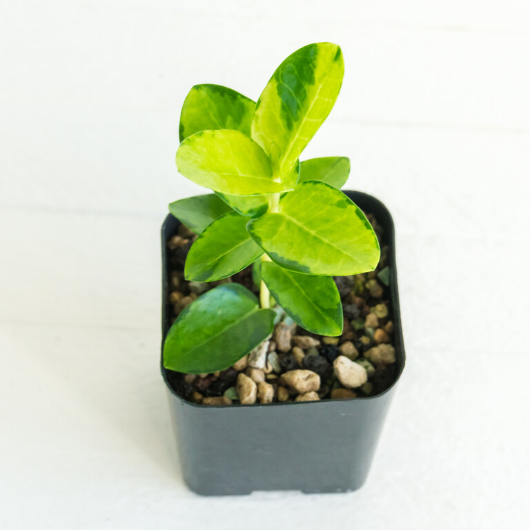 Grower labeled: Hoya cumingiana — Inner Variegated