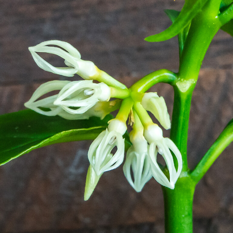 Grower labeled: Hoya decipulae — Bloom