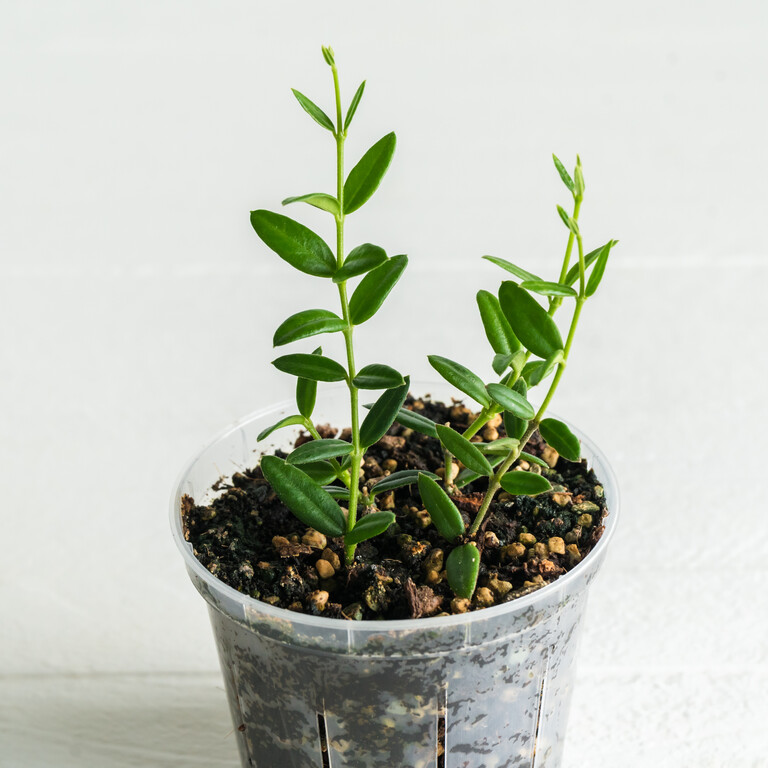 Small potted Hoya with slender paired green leaves on upright stems.