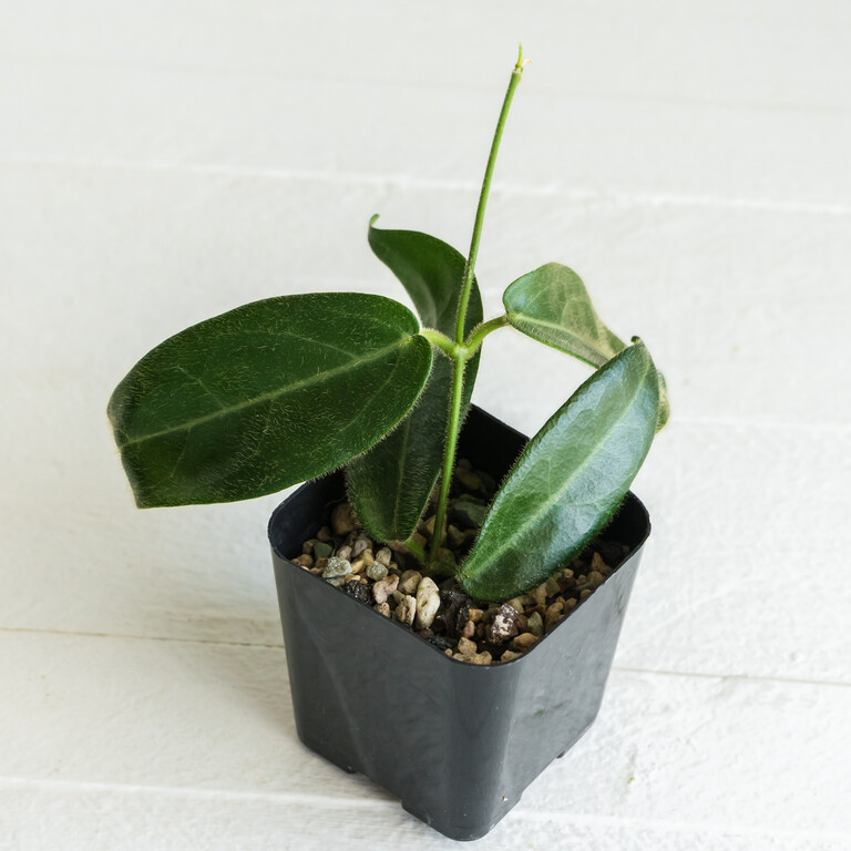 Small potted Hoya with dark green oval leaves and an upright new shoot.