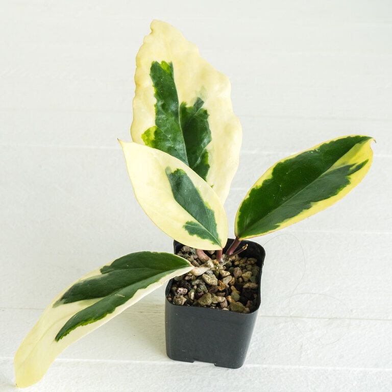 Small potted Hoya with elongated leaves broadly variegated cream and dark green.