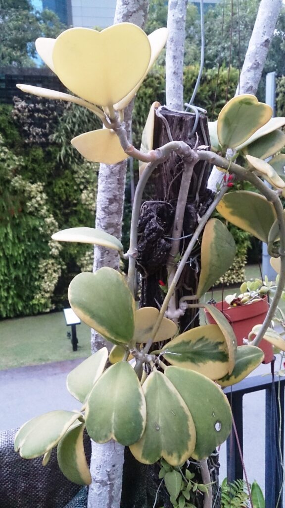 Climbing Hoya with thick heart-shaped leaves edged in cream and yellow, trained around a support.