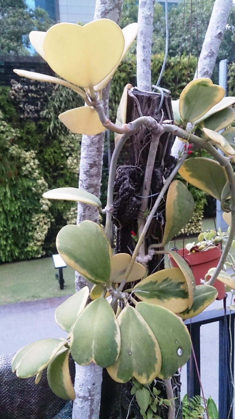 Climbing Hoya with thick heart-shaped leaves edged in cream and yellow, trained around a support.