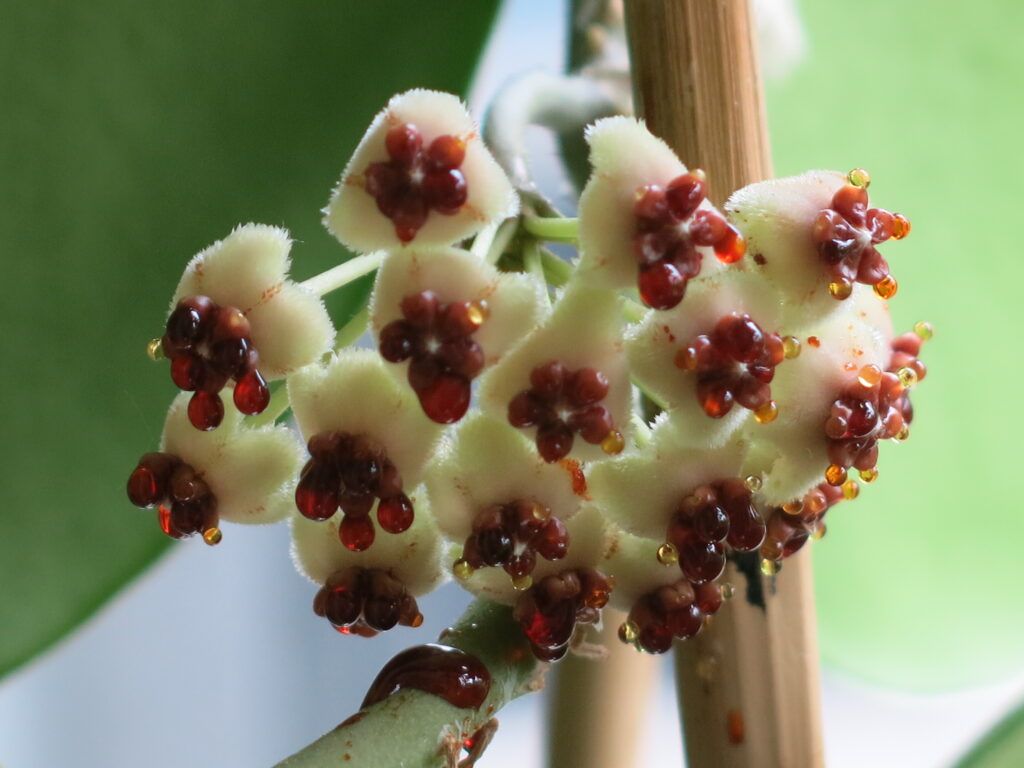 Pale star-shaped flowers with dark reddish centres in a rounded cluster.