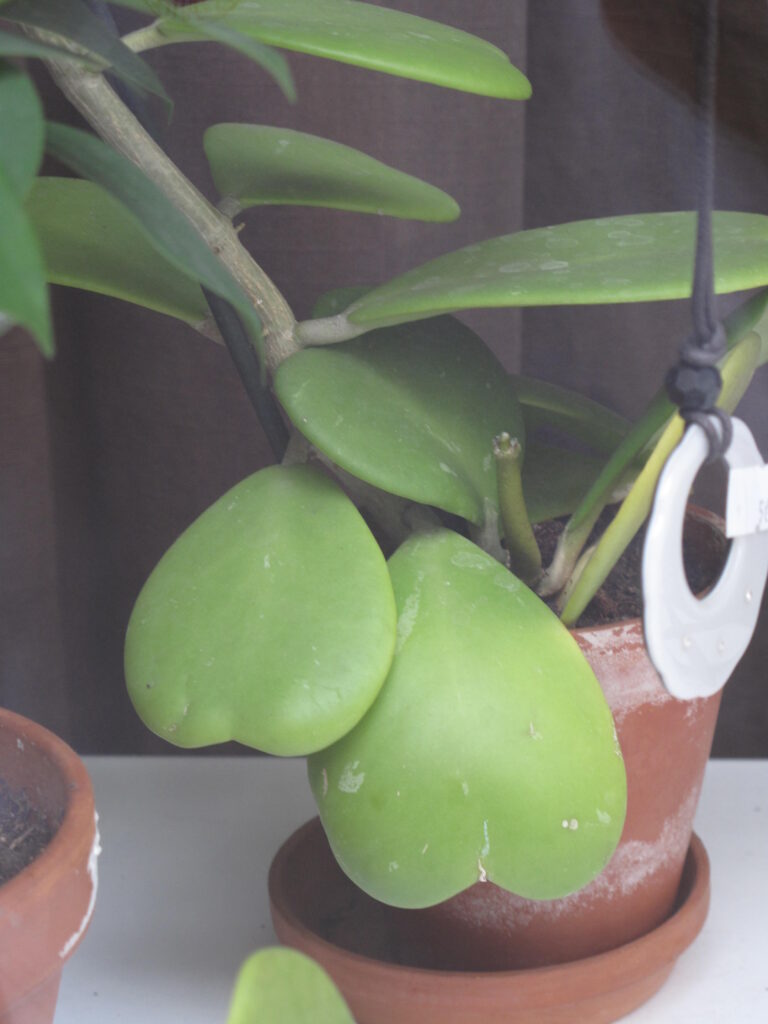 Thick heart-shaped leaves attached along green climbing stems.